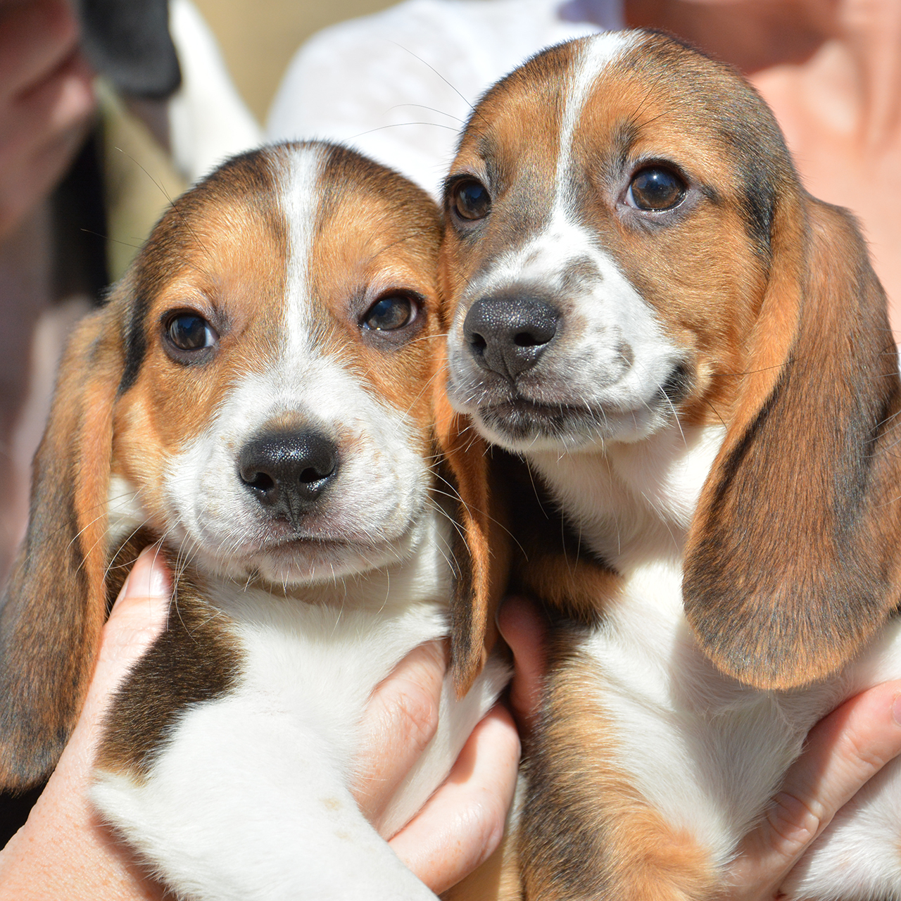 Two beagle puppies with brown and white markings.